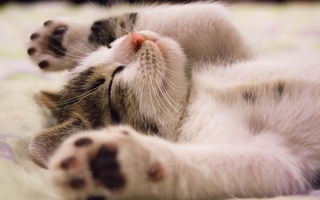Jakie kuwety i miseczki dla kota wybrać, aby zapewnić komfort i higienę kota?