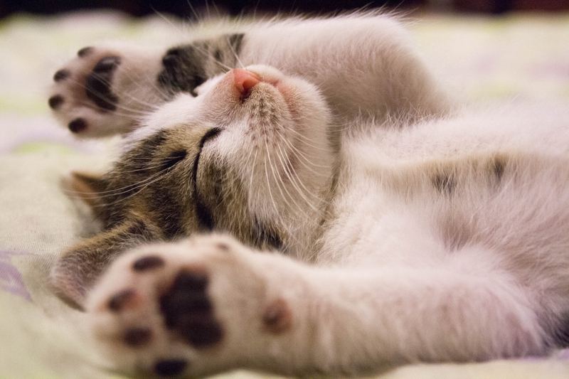 Jakie kuwety i miseczki dla kota wybrać, aby zapewnić komfort i higienę kota?
