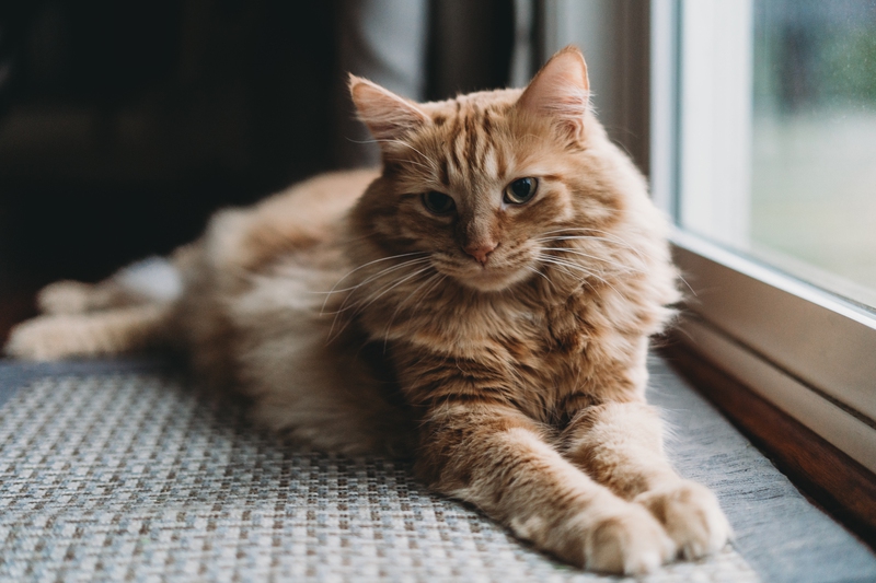 Kuwety samoczyszczące dla kota – innowacja, której nie może zabraknąć w inteligentnym domu