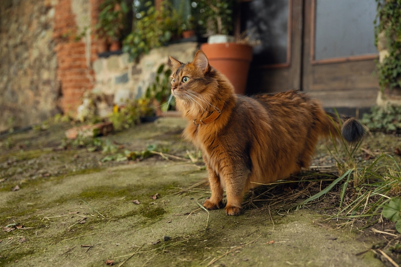 Czy każdy kot może jeść karmę bezzbożową?