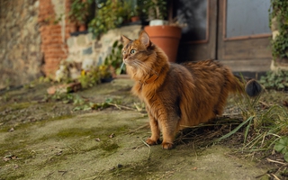 Czy każdy kot może jeść karmę bezzbożową?