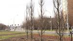 Nowe nasadzenia w centrum miasta