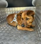 Policjanci poszukują właściciela porzuconego psa